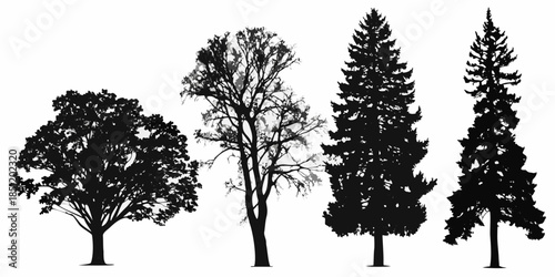 Silhouettes of diverse trees deciduous and coniferous varieties standing together