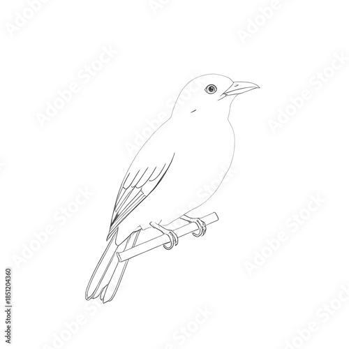 realistic bird pencil drawing, lifelike bird on branch art, detailed feathers sketch, natural wildlife drawing, textured graphite shading, realistic bird anatomy sketch, bird proportion study, nature 