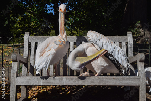 Great white pelicans preen on a bench in St James's Park in London, UK