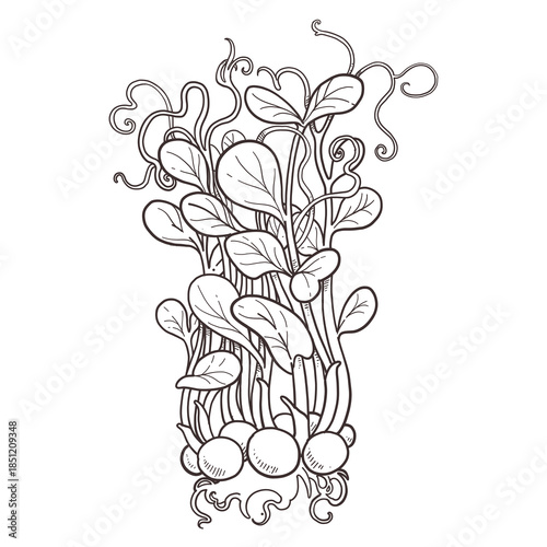 Fresh tall sprouted microgreens pea sprouts with roots linear drawing on white background