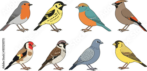 Large collection of realistic colorful birds including robin sparrow goldfinch pigeon and songbirds for nature education wildlife conservation garden birdwatching and ornithology design