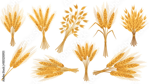 Diverse collection of various wheat and oat bundles, showcasing different cereal grains, perfect for agriculture and food themes.