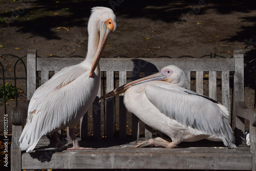 Great white pelicans preen on a bench in St James's Park in London, UK