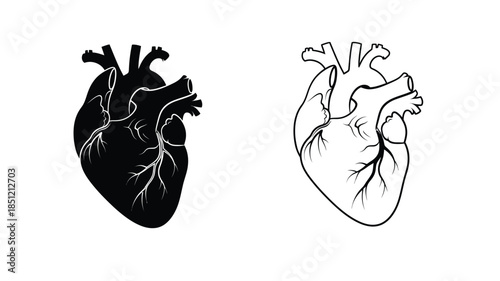 Illustration of a human heart in both black fill and white outline styles