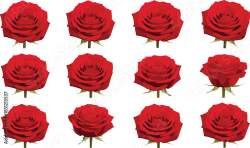 Elegant vector set featuring realistic red rose blossoms with delicate petals for romantic wedding invitations floral patterns and beauty product branding designs