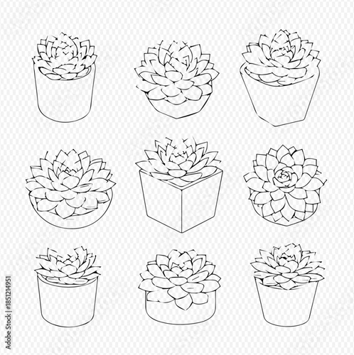 Set of nine hand-drawn succulent plant illustrations in pots, perfect for botanical and garden-themed designs.