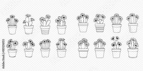 Set of hand-drawn blooming cacti in pots, black and white sketch style vector illustration.