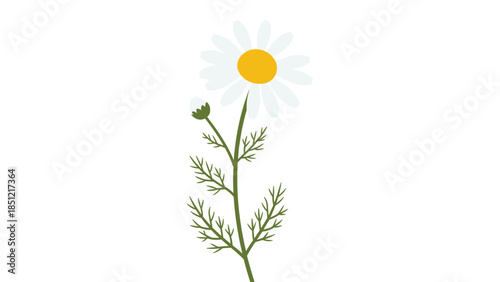 Simple illustration of a single chamomile flower with a white daisy-like bloom, yellow center, green stem, and delicate leaves.