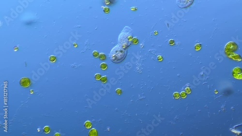 Ciliates cell division under the microscope at 100x Magnification
