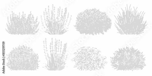 A collection of sketched shrub and lavender plant illustrations in grayscale