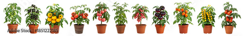 Tomato bushes of different varieties in pots isolated on a transparent background