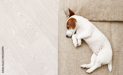 Cute puppy is sleeping on the sofa at home.