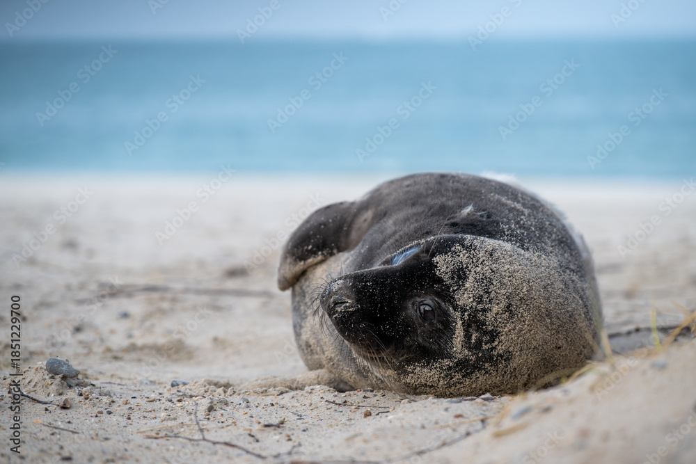 Obraz premium Junge Kegelrobbe ruht seitlich im Sand und blickt mit sanftem, treuem Ausdruck in die Kamera