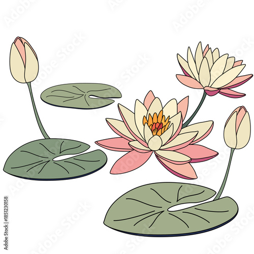 Pink lotus flowers and green lily pieces. Water lily vector illustration. Lotus drawing. Japanese water lily design. July birth flower. 