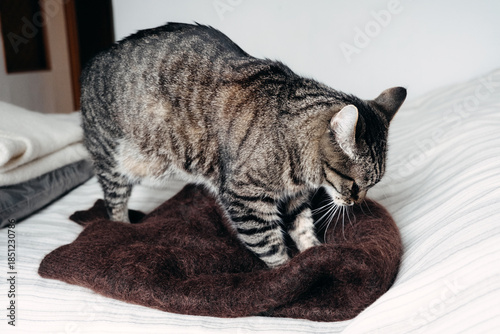 Tabby cat kneads soft fabric on bed. Cat behavior, kneading, comfort behavior, pet wellness, feline instinct.