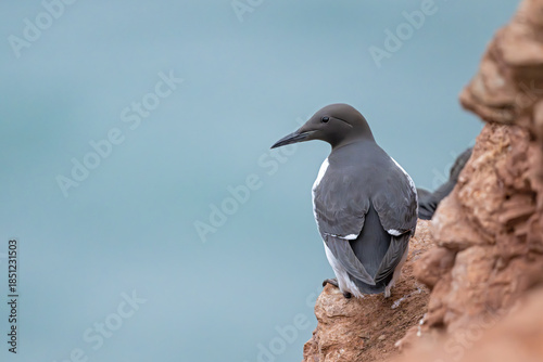 Stille Beobachterin – Trottellumme am Lummenfelsen