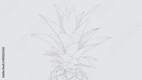 Minimalist hand-drawn botanical pineapple sketch illustration. Detailed line art of tropical fruit for healthy food and design concepts.