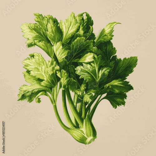 Vintage celery botanical illustration in classic engraving style with clean background for organic food branding and education
