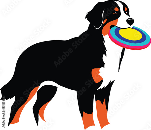 Bernese mountain dog vector illustration holding colorful frisbee toy in mouth isolated on white for pet play.