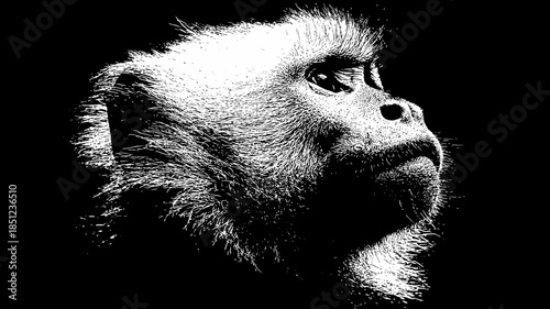 Striking Primate Portrait: High Contrast Black and White Monkey Head in Profile with Dramatic Lighting and Artistic Style