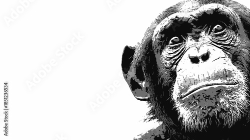 Close-up black and white graphic portrait of a thoughtful chimpanzee looking directly at the viewer with serious expression and ample copy space.