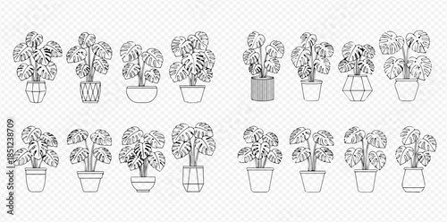 Set of potted monstera deliciosa plants, line art vector illustration of tropical houseplant collection.