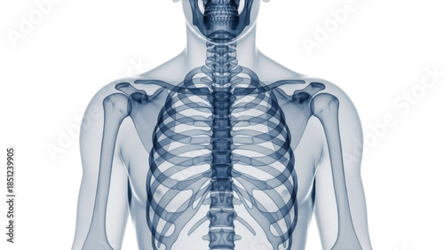 Human skeleton anatomy isolated PNG, front view of rib cage, bones and skull on transparent background, medical diagram for educational use