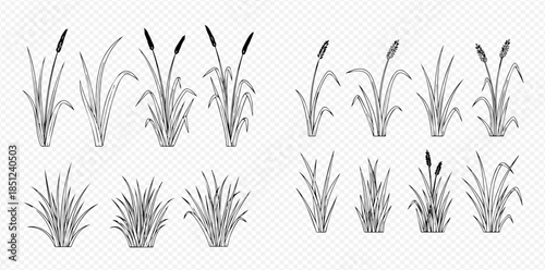 Set of hand-drawn cattail and reed grass isolated on transparent background, vector illustration.