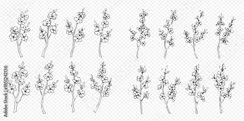 Set of Hand-Drawn Cherry Blossom Branches with Delicate Flowers and Buds.