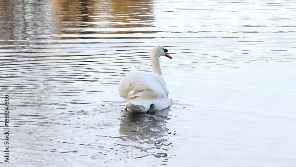 Naklejka premium Elegant White Swan Swimming on a Calm Lake | Serene Wildlife Bird on Water with Reflections | Graceful and Peaceful Nature Scene