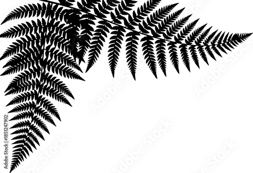 Elegant fern frond detail, perfect for botanical designs or natural themed projects, adds a touch of wild beauty, originally vector graphics