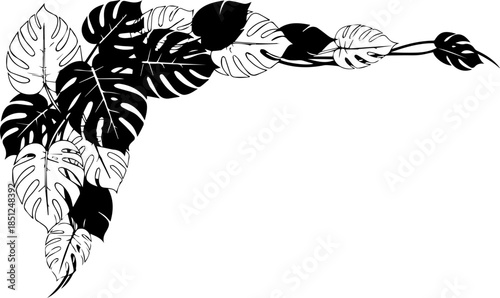 Exotic monstera leaves in bold monochrome create a striking botanical accent, ideal for nature-inspired designs and tropical themed projects with a modern feel