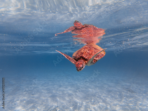 marine wildlife of sea turtle