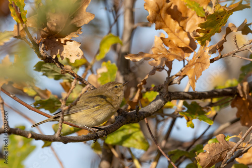 Common Chiffchaff (Phylloscopus collybita) Perched on a Twig against Blue Sky.