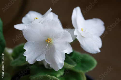 White flower macro with soft petals and natural light