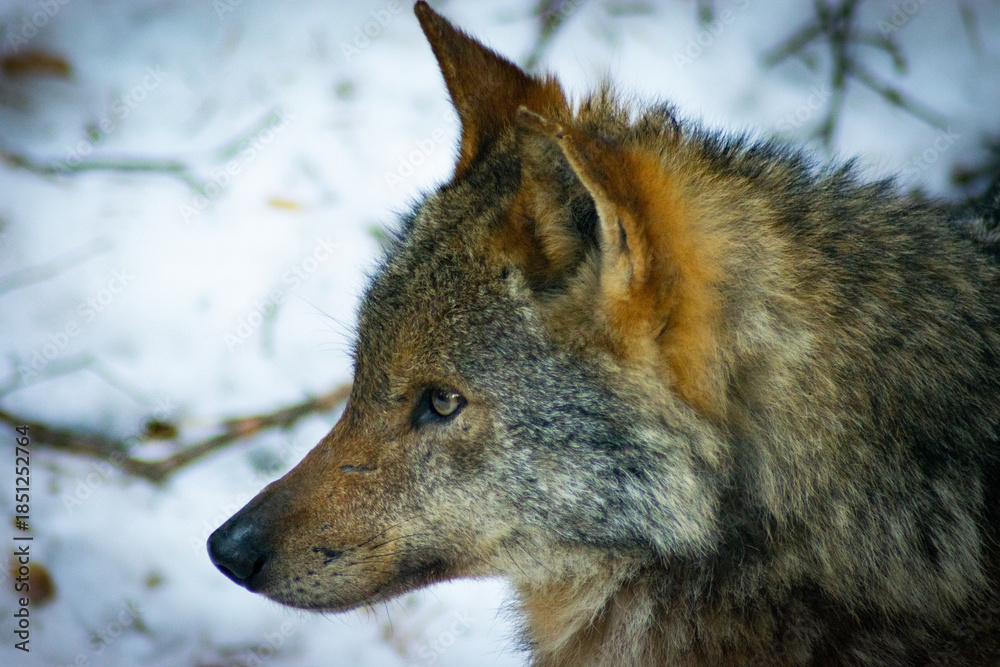 Obraz premium Lobo ibérico