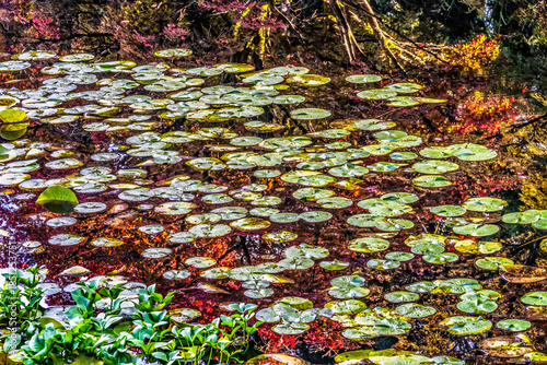 Red Green Lily Pads Abstract Van Dusen Garden Vancouver Canada