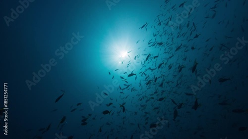 Wallpaper Mural Low angle underwater shot looking up at sunlit surface through schools of silhouetted fish Torontodigital.ca