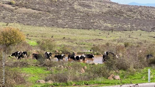 Herd of cows entering a lake in a mountainous open field, Balıkesir, Turkey