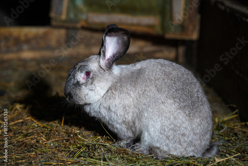 rabbit. rabbit on an organic farm. detail.