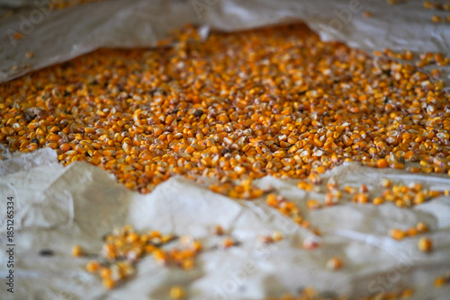 corn. corn grains, animal feed. dry corn seeds isolated on background. Top view.detail.