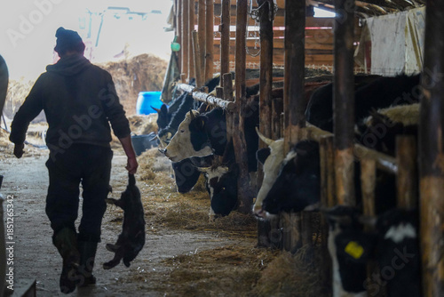 farm. cows on an organic farm. organic food for animals. detail.