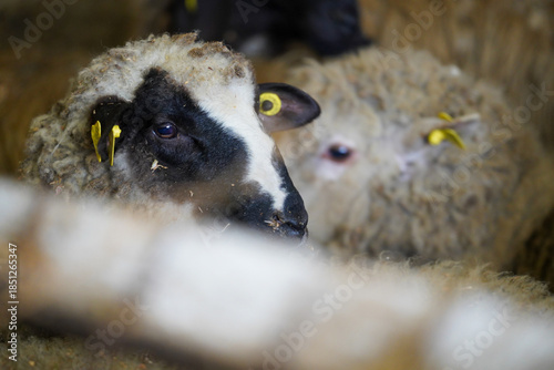 sheep in the barn during the cold season, winter. detail. sheep on an organic farm.