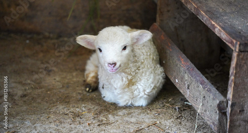 lamb. lamb standing alone waiting for food. detail.