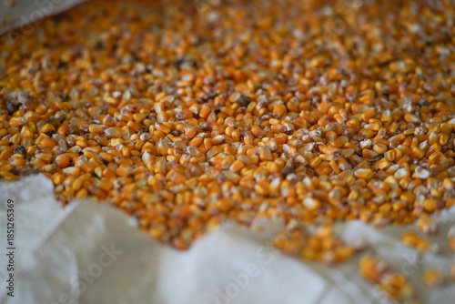 corn. corn grains, animal feed. dry corn seeds isolated on background. Top view.detail.