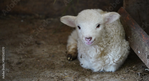 lamb. lamb standing alone waiting for food. detail.