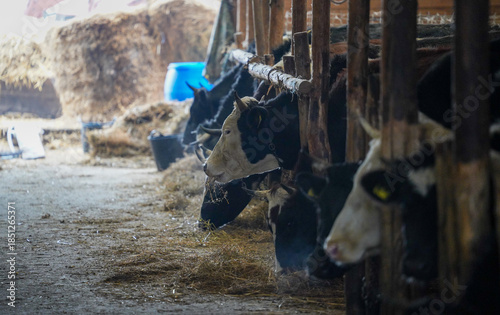 farm. cows on an organic farm. organic food for animals. detail.