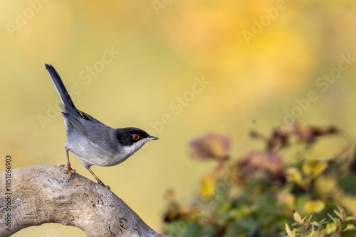 Profile of a Male Sardinian Warbler Perched on a Dead Branch with Yellow Background