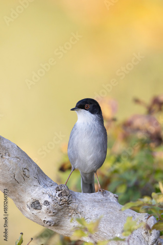 Vertical Portrait of a Male Sardinian Warbler (Sylvia melanocephala) on a Wood Perch