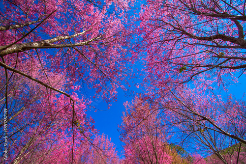 A branch of the Queen Sakura tree against the blue sky